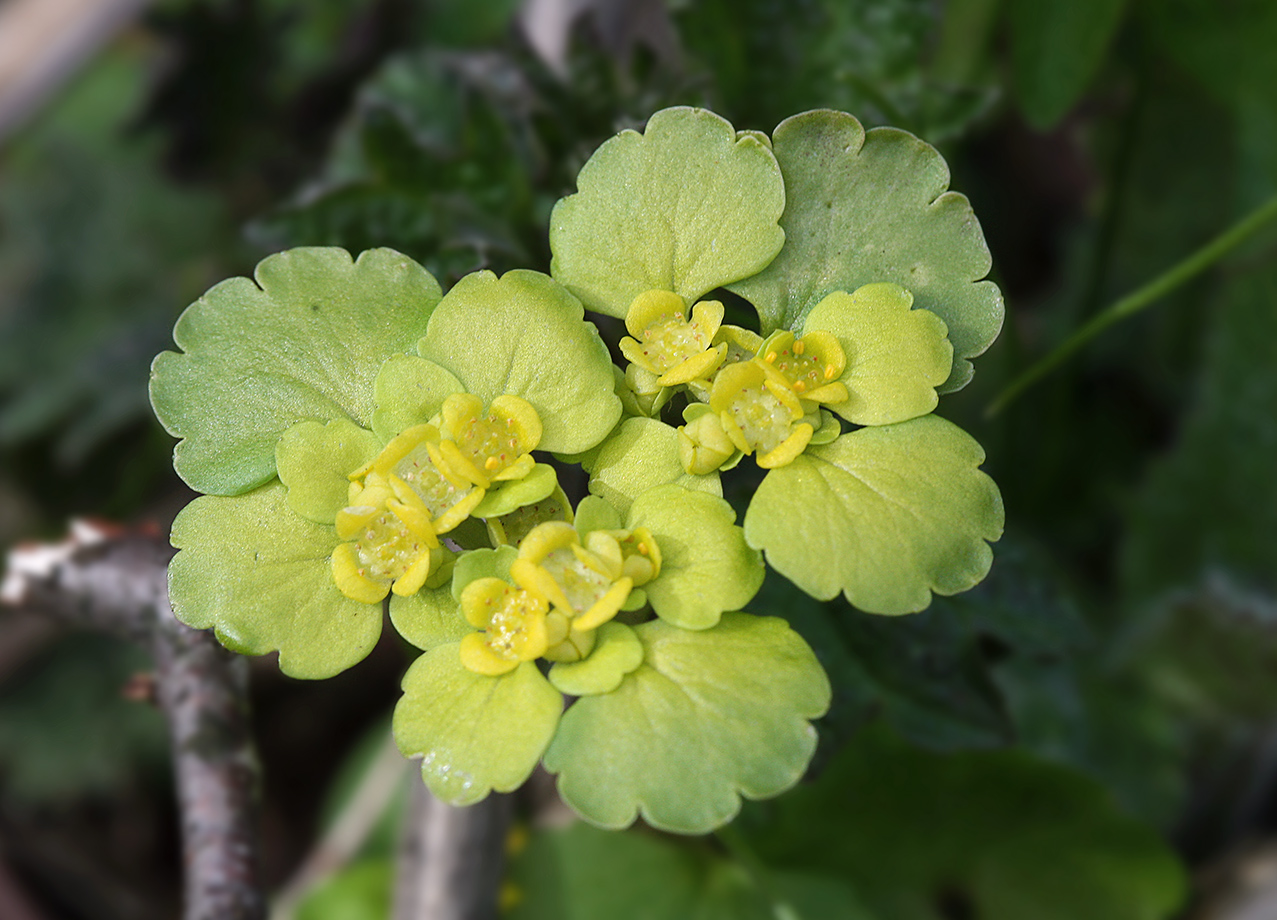 Image of Chrysosplenium alternifolium specimen.