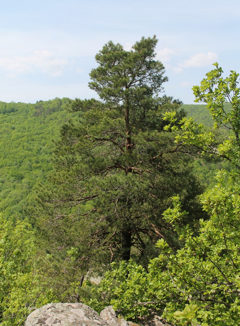 Image of Pinus sylvestris ssp. hamata specimen.