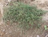 Spergularia rubra. Плодоносящее и цветущее растение. Ленинградская обл., Кингисеппский р-н, Котельский заказник, разрытый грунт на вырубке. 08.09.2005.