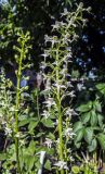 Platanthera × hybrida