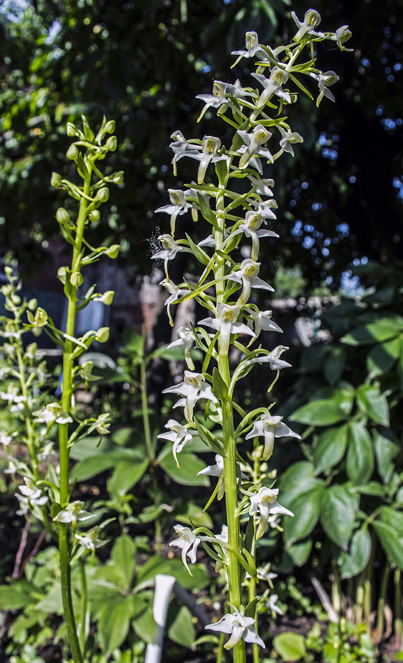 Image of Platanthera × hybrida specimen.