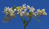 Galium octonarium. Соцветие. Ростовская обл., Неклиновский р-н, Фёдоровское с/п, дол. р. Сухой Еланчик, луг на склоне. 26.05.2017.