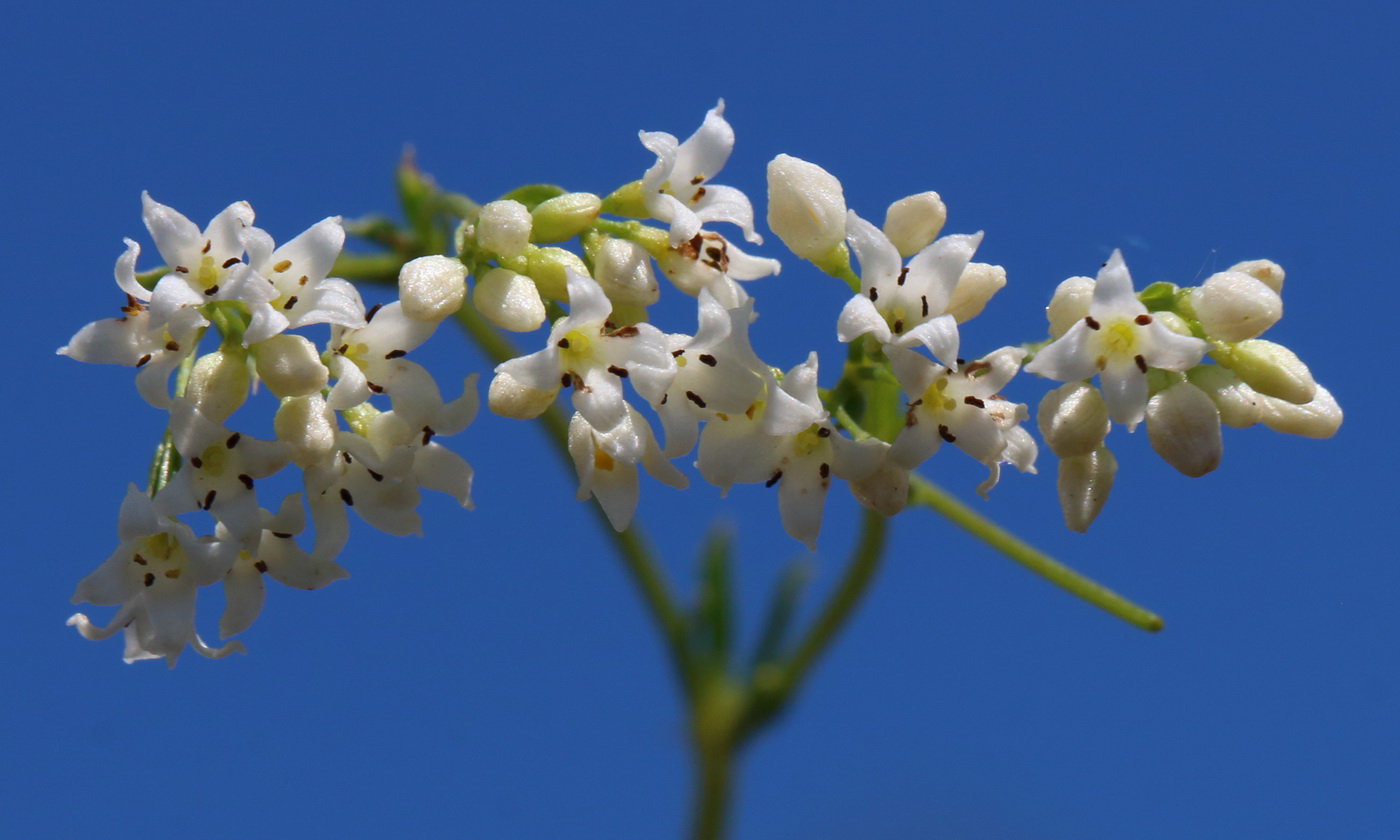 Изображение особи Galium octonarium.