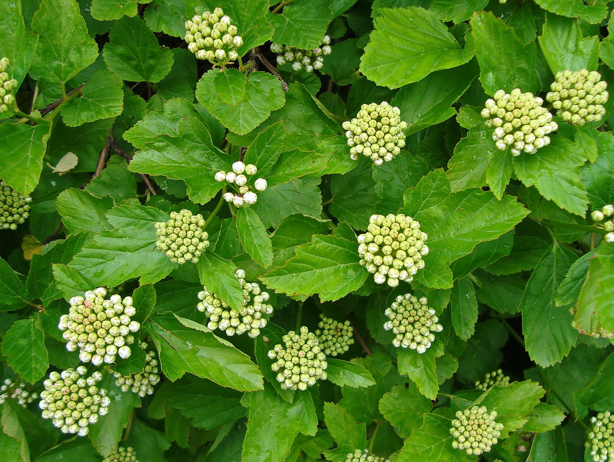 Image of Physocarpus opulifolius specimen.