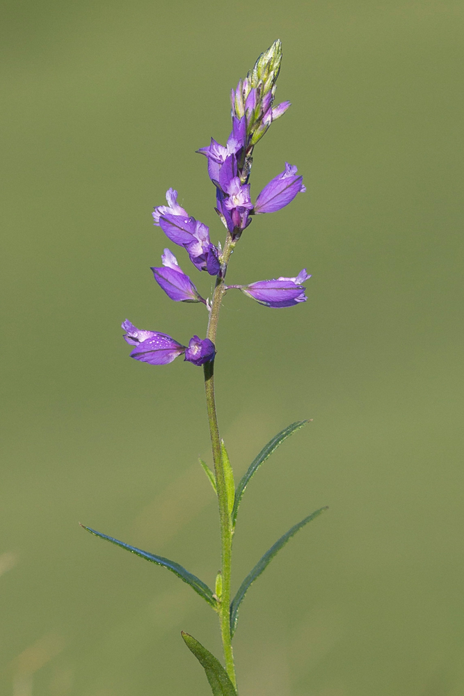 Image of Polygala comosa specimen.