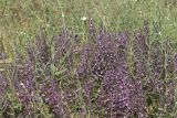 Teucrium chamaedrys