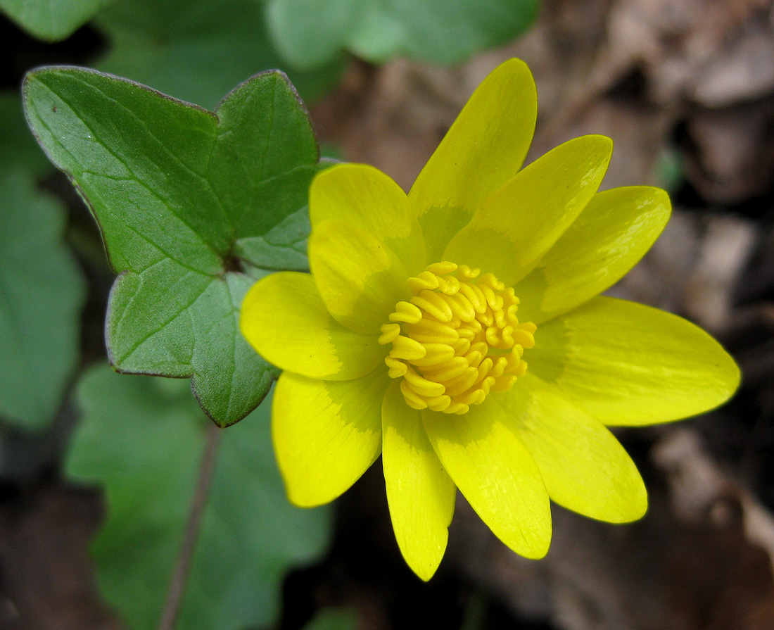 Image of Ficaria verna specimen.