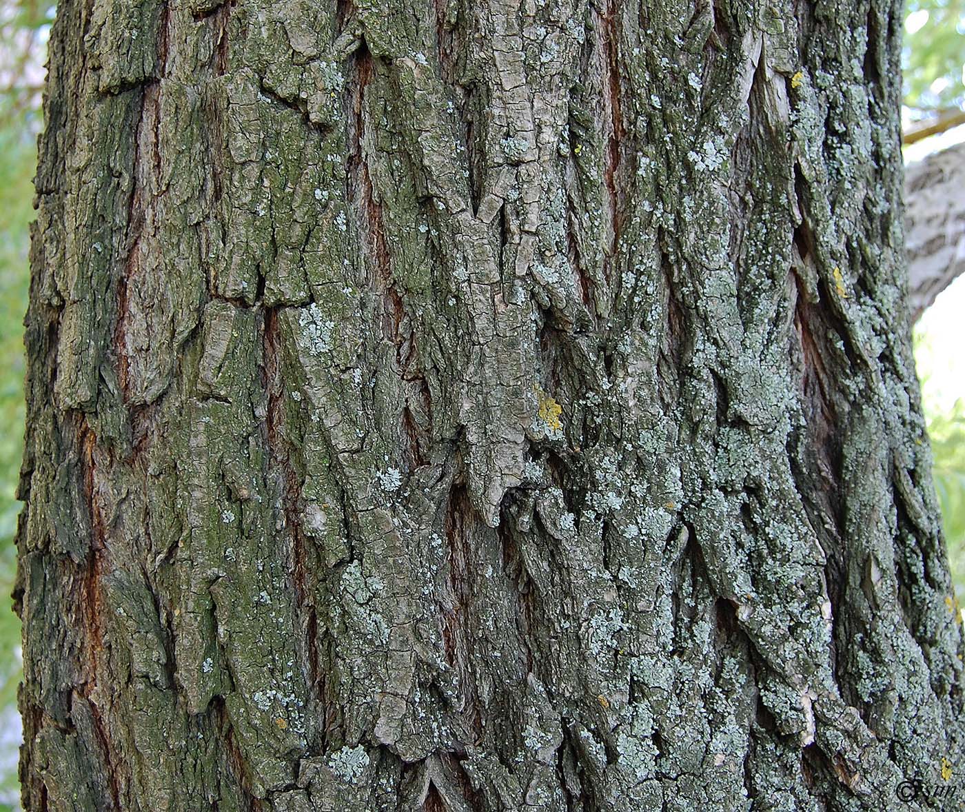 Image of genus Salix specimen.
