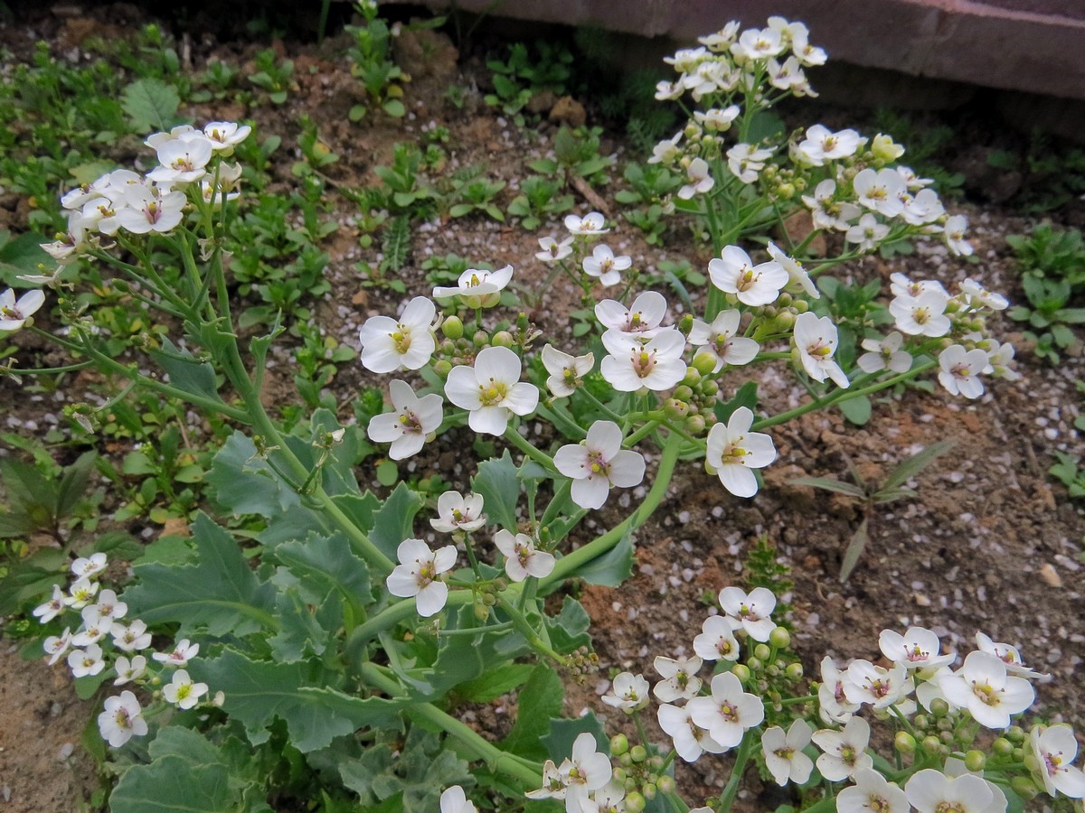 Изображение особи род Crambe.