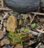 Sagina japonica