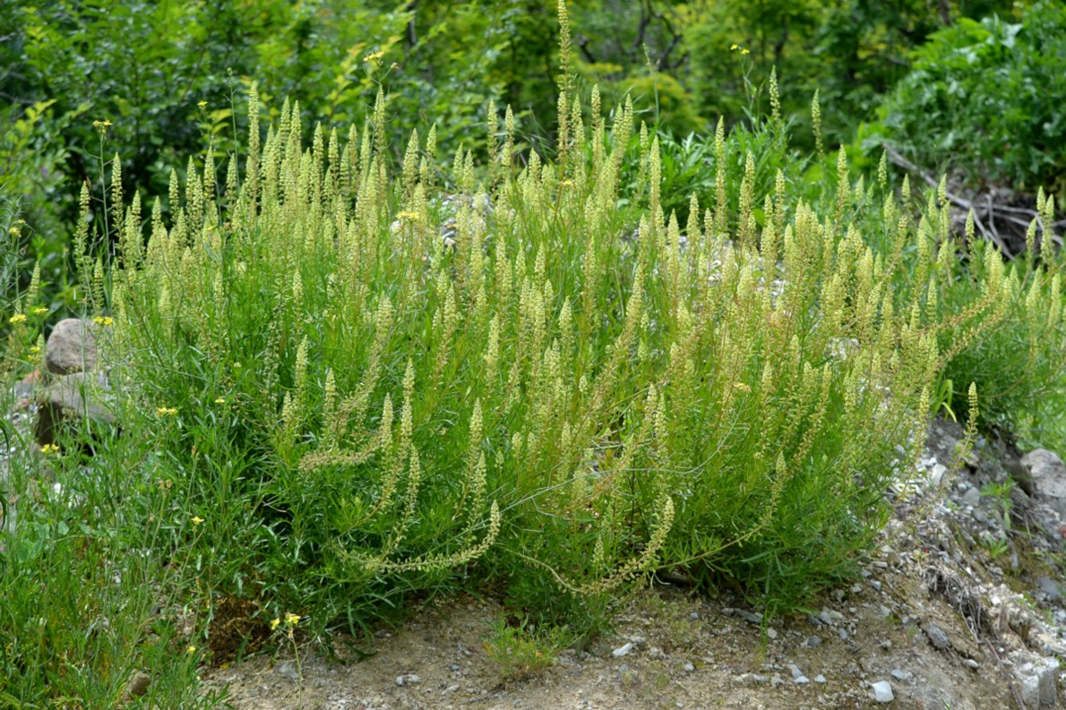 Изображение особи Reseda lutea.