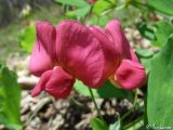 Lathyrus rotundifolius