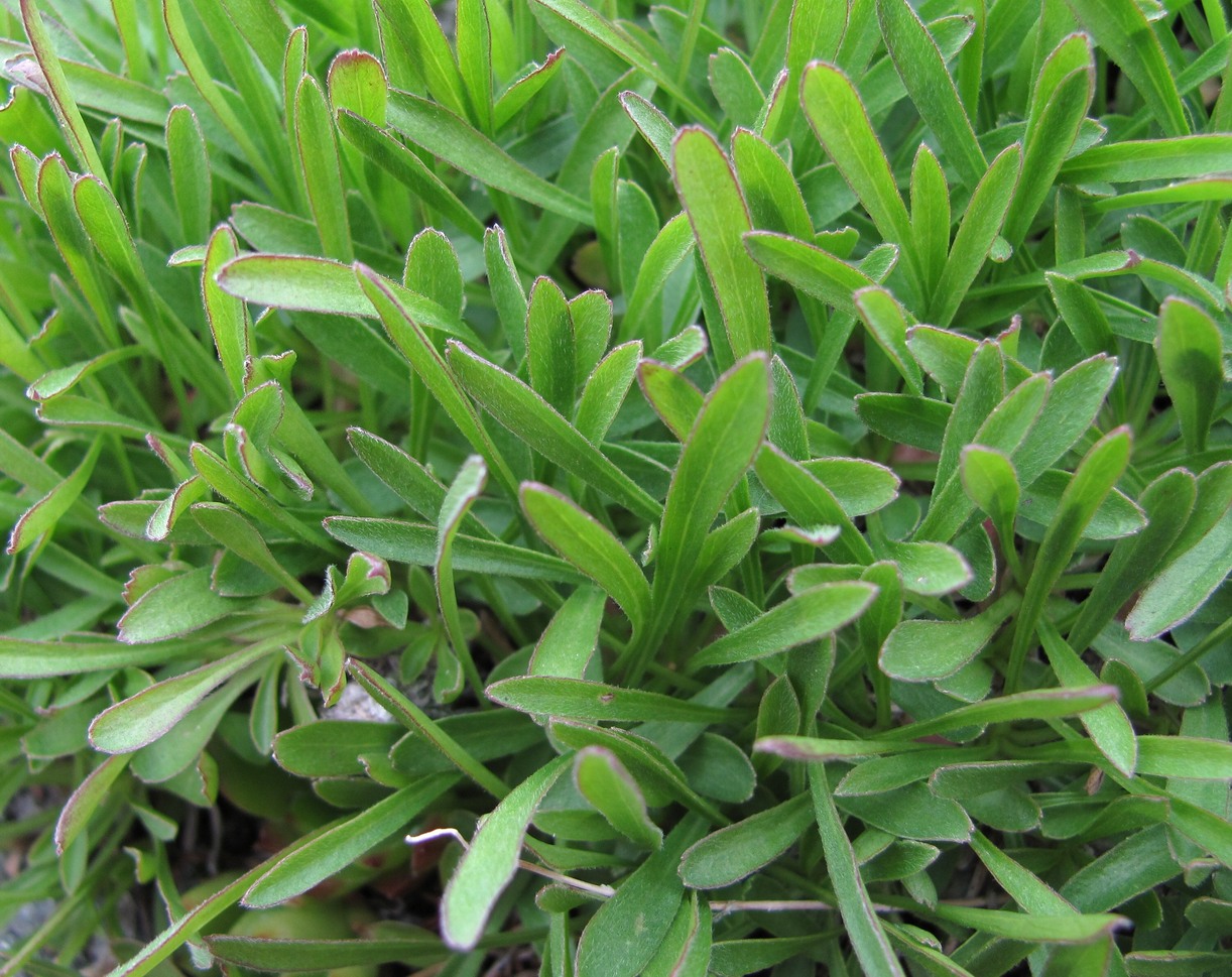 Изображение особи Campanula biebersteiniana.