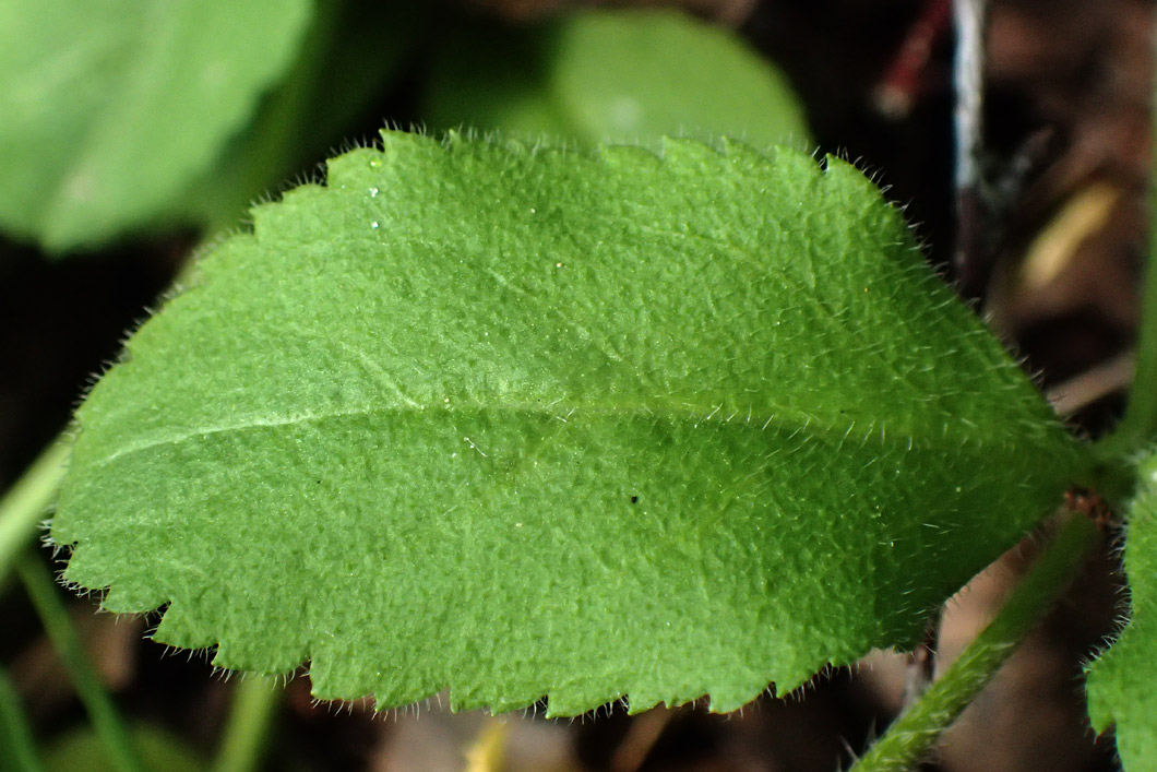 Image of Veronica officinalis specimen.