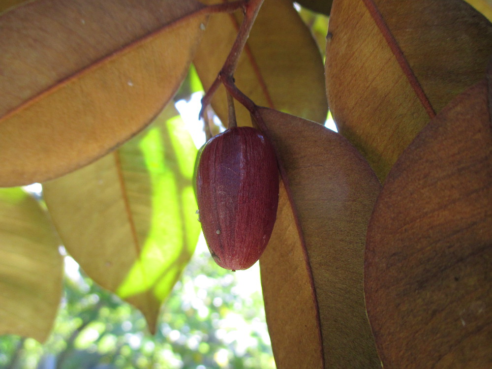 Изображение особи Chrysophyllum cainito.