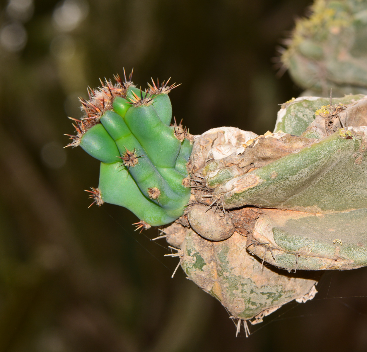 Изображение особи Cereus peruvianus var. monstrosus.