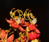 Cassia brewsteri