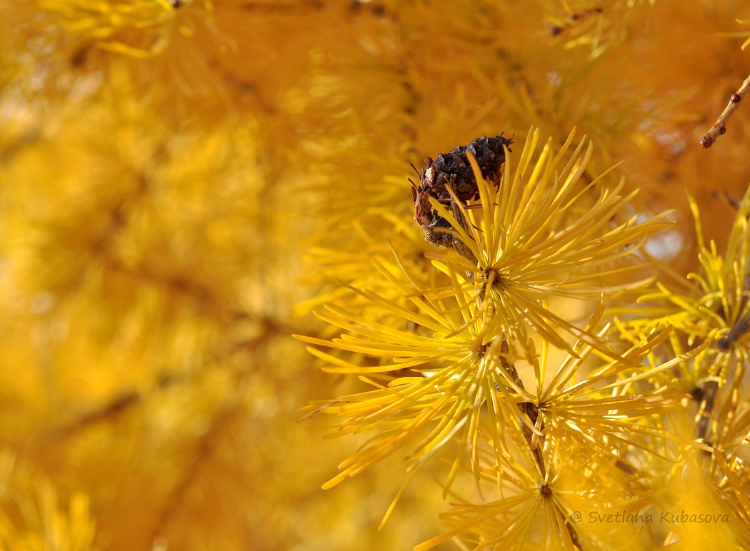 Изображение особи Larix sibirica.