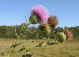 Cirsium serrulatum. Веточки с соцветием и соплодиями. Краснодарский край, Абинский р-н, окр. станицы Шапсугская, поляна у подножия горы Острая. 30.08.2014.