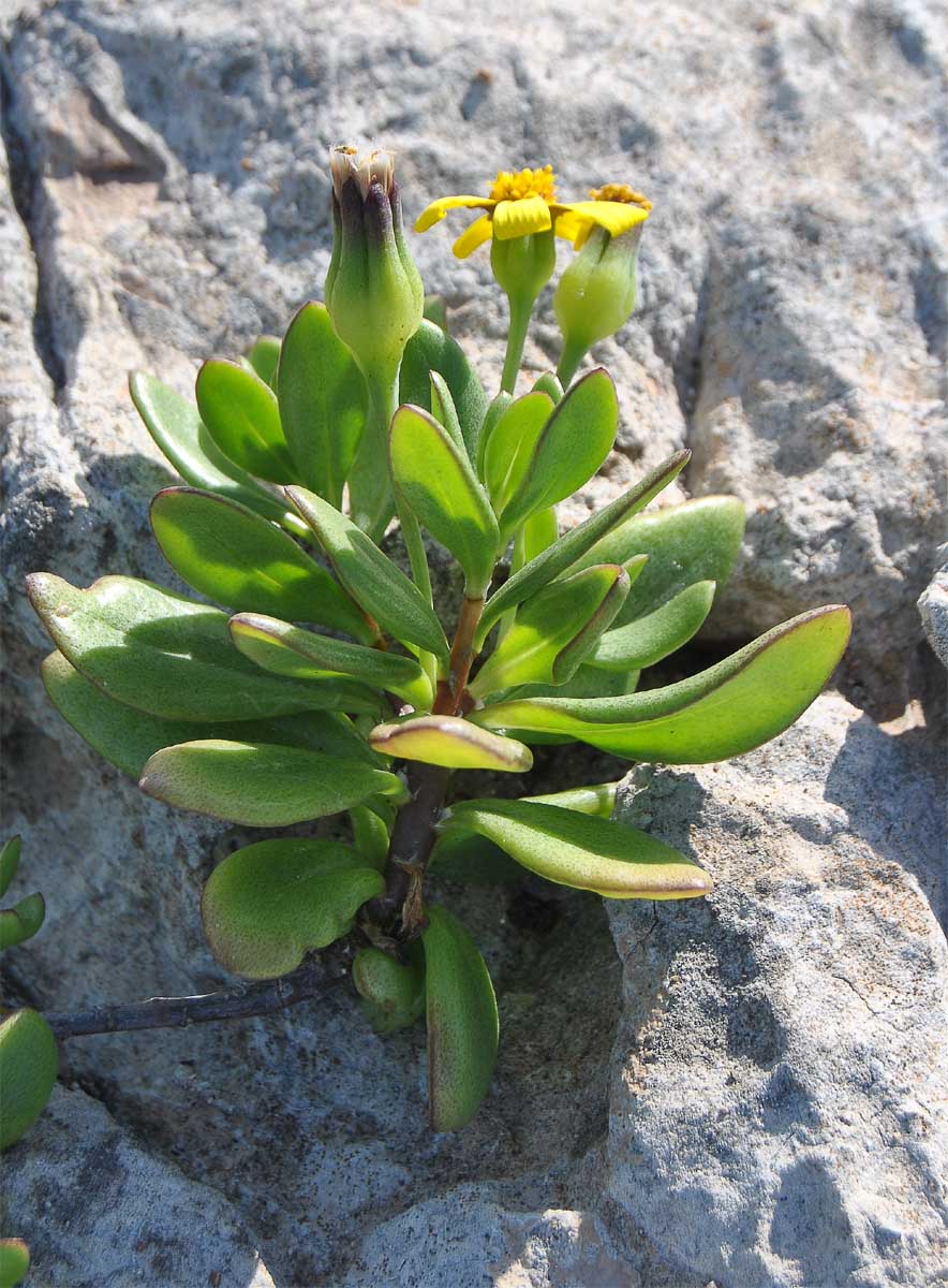 Изображение особи Othonna arborescens.