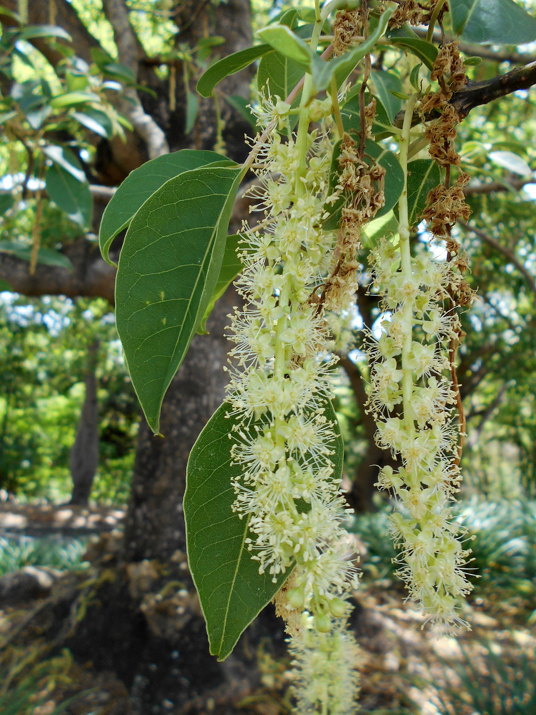 Image of Phytolacca dioica specimen.