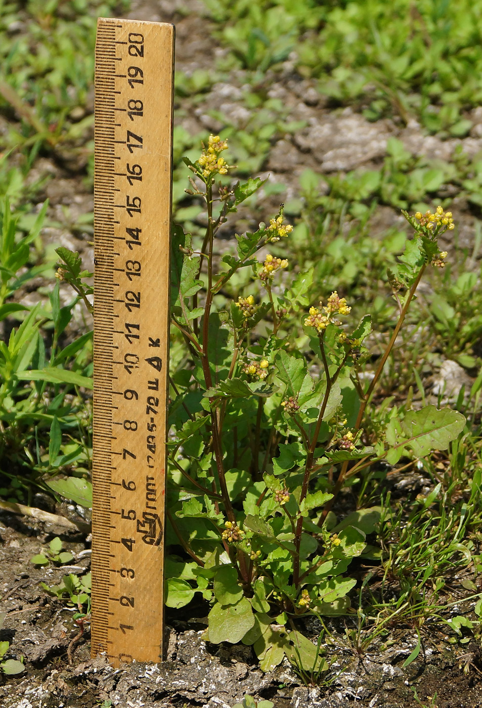 Image of Rorippa palustris specimen.