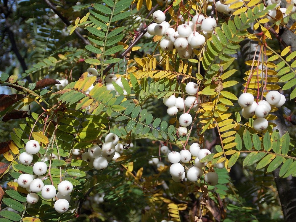 Изображение особи Sorbus eburnea.