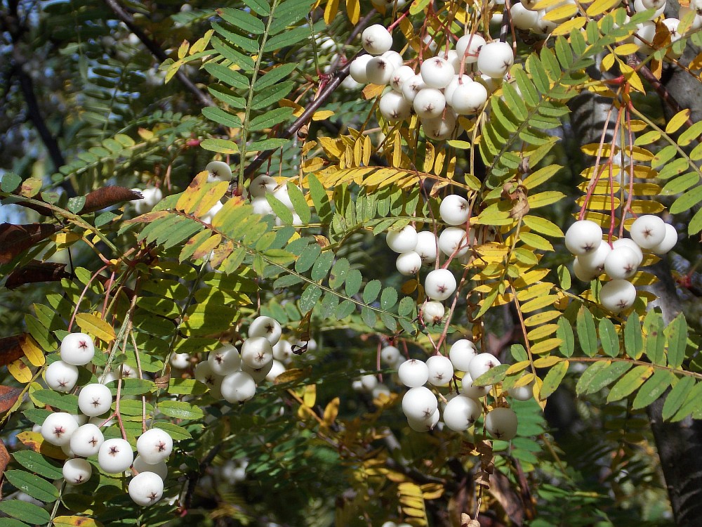 Image of Sorbus eburnea specimen.