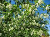 Robinia pseudoacacia. Ветви цветущего растения. Украина, Николаевская обл., Николаевский горсовет, г. Николаев, парк \"Лески\". 10.05.2013.
