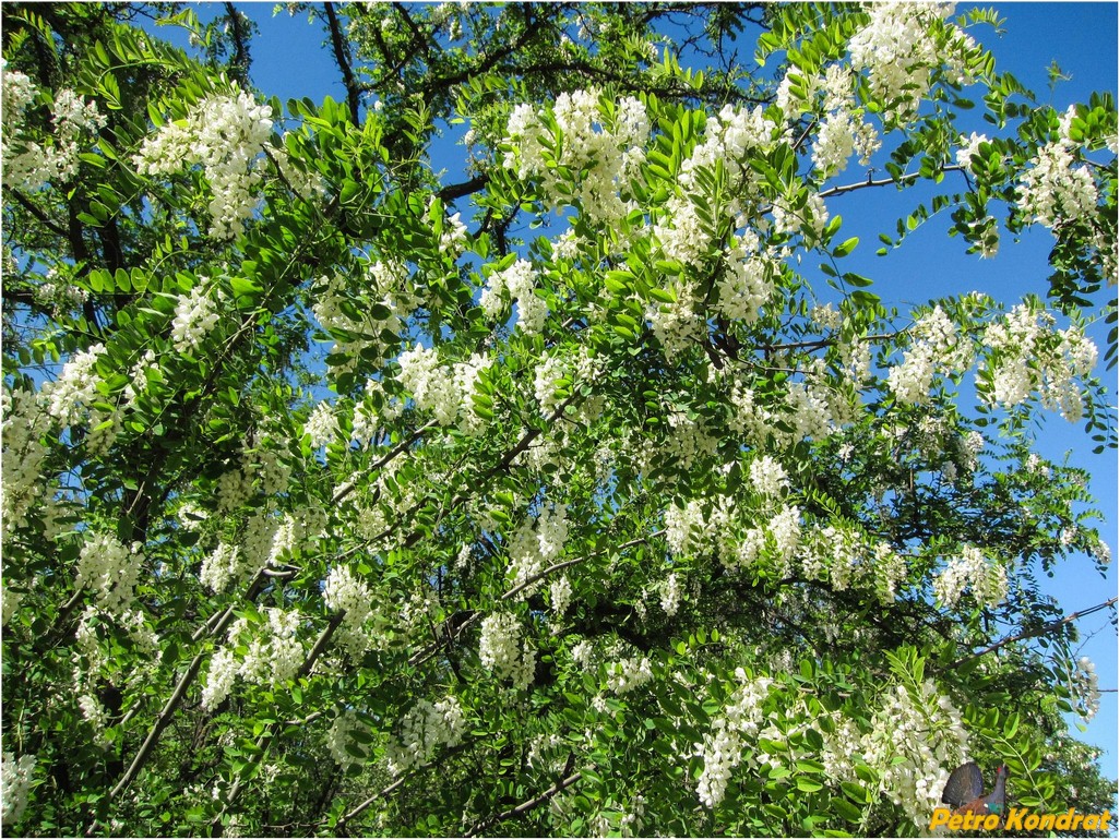 Изображение особи Robinia pseudoacacia.