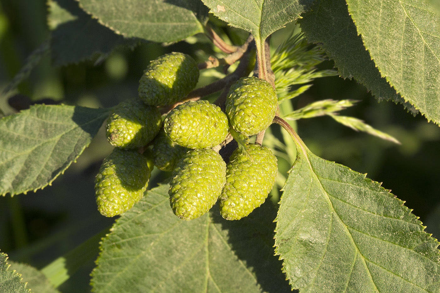 Изображение особи Duschekia fruticosa.