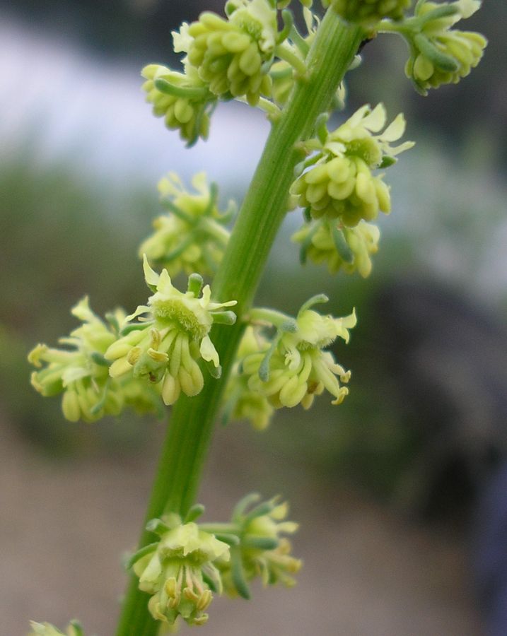 Image of Reseda lutea specimen.