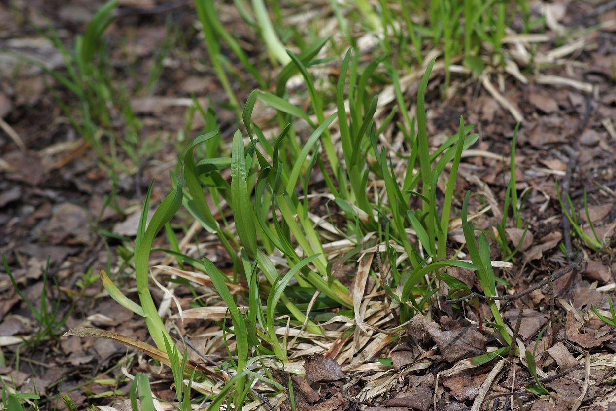 Image of Poa remota specimen.