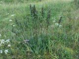 Urtica dioica. Плодоносящие растения. Свердловская обл., окр. г. Североуральск, поляна между бывшими огородами и сосновым лесом. 11.08.2017.