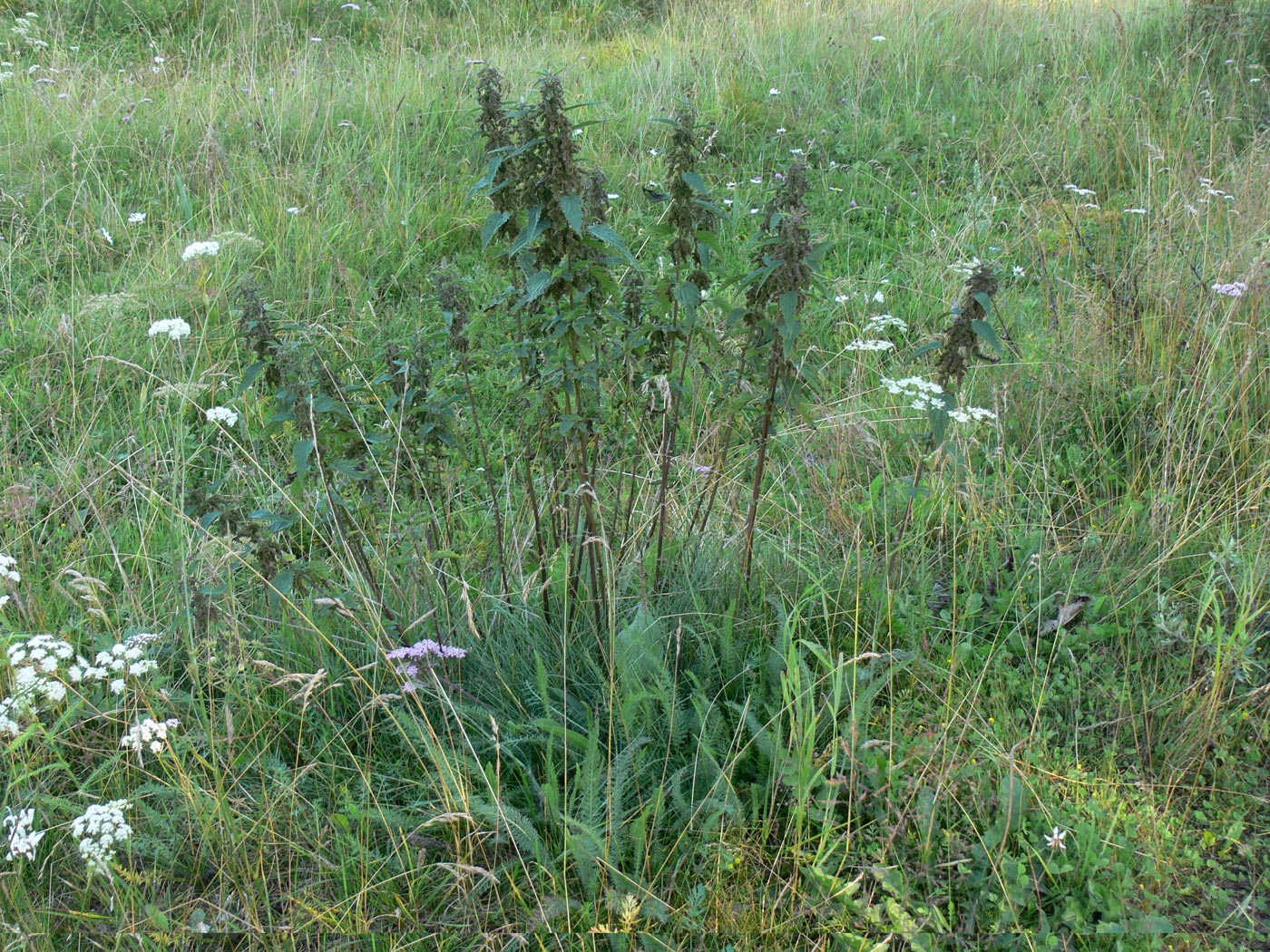 Изображение особи Urtica dioica.