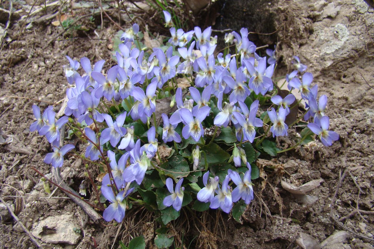 Image of Viola hissarica specimen.