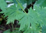 Aconitum maximum