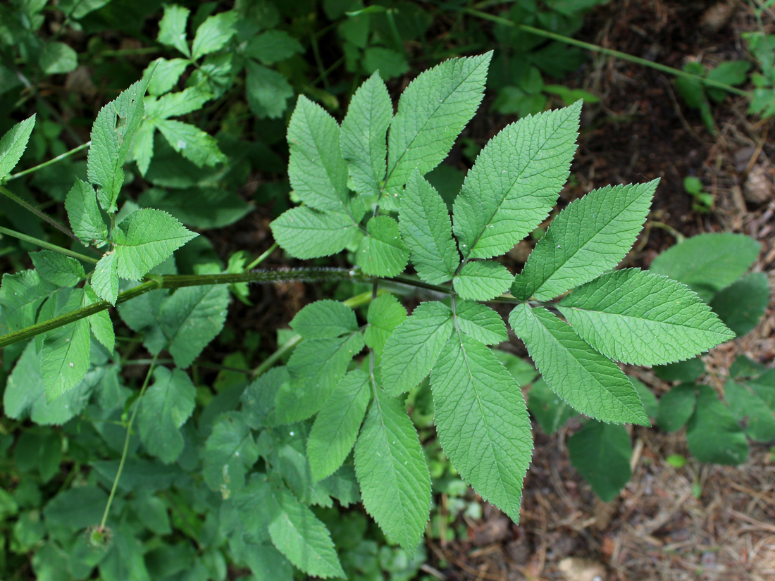 Изображение особи Chaerophyllum aromaticum.