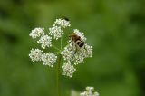 род Chaerophyllum. Соцветие с кормящимся жуком-восковиком. Кабардино-Балкарская Республика, Эльбрусский р-н, долина ручья Когутайка, ≈ 2500 м н.у.м. 15.07.2006.