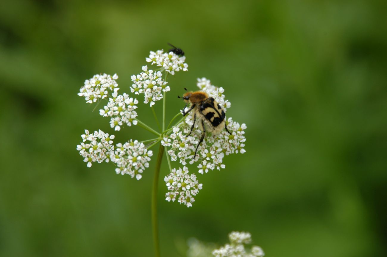 Изображение особи род Chaerophyllum.