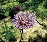 Allium cristophii