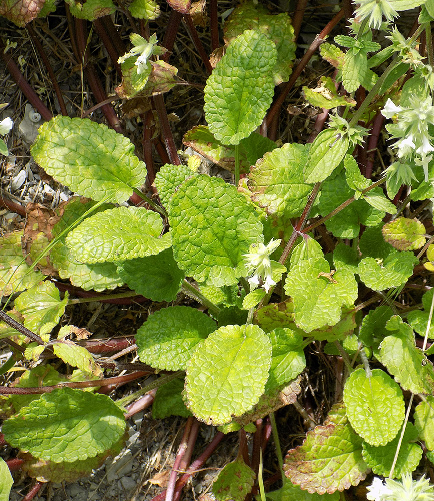 Изображение особи Stachys pubescens.