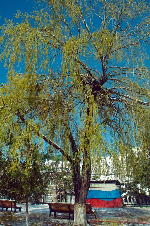Image of Salix babylonica specimen.