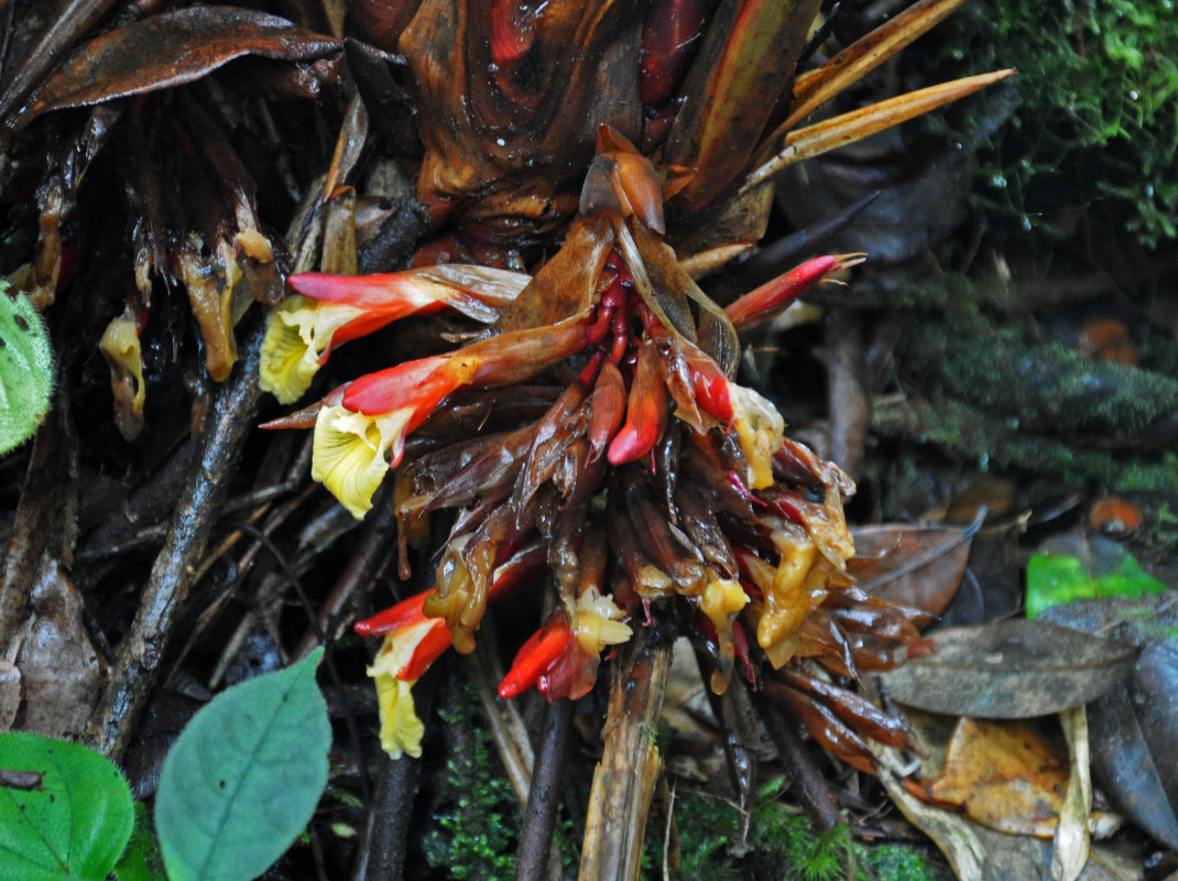 Image of Geostachys densiflora specimen.