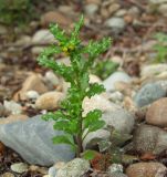 Senecio vulgaris