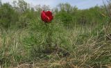 Paeonia tenuifolia. Цветущее растение. Краснодарский край, м/о г. Новороссийск, гора Шахан, поляна среди густого пушистодубово-грабинникового леса. 17.04.2018.