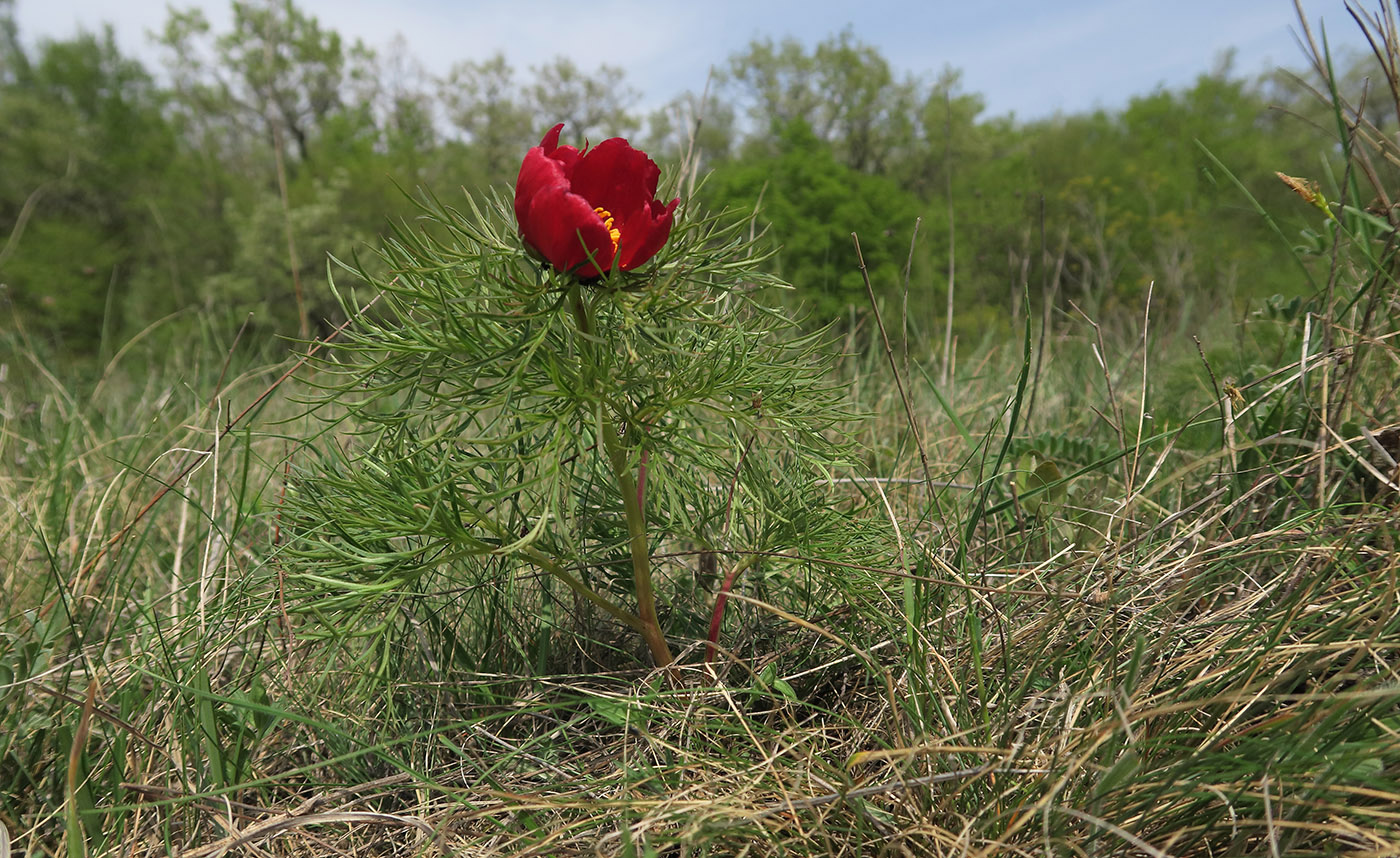 Изображение особи Paeonia tenuifolia.