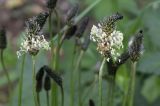 Plantago lanceolata. Верхушки побегов с соцветиями. Испания, автономное сообщество Каталония, провинция Жирона, комарка Ла-Гарроча, подр-н (субкомарка) де Олот, муниципалитет Санта-Пау, опушка букового леса Фажеда д’эн Жорда. 14.05.2017.