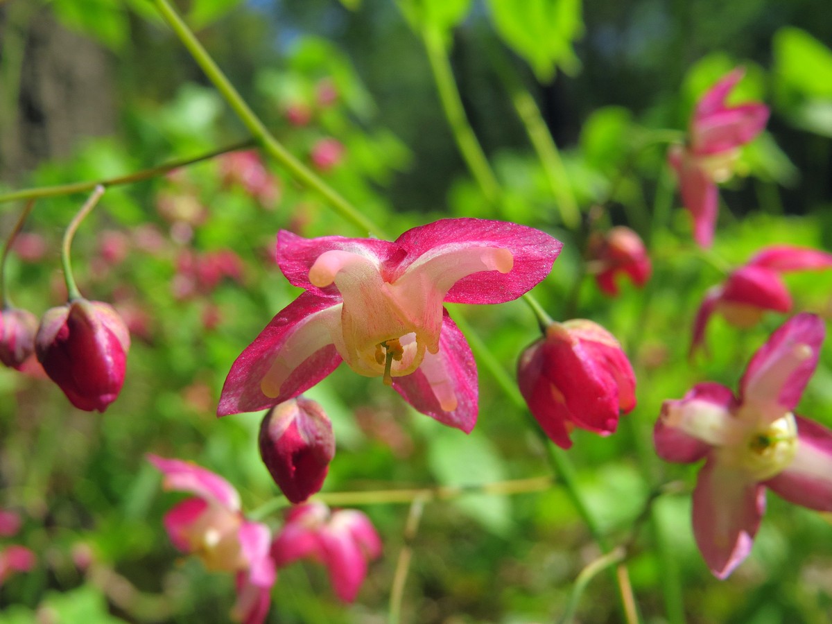 Изображение особи Epimedium rubrum.