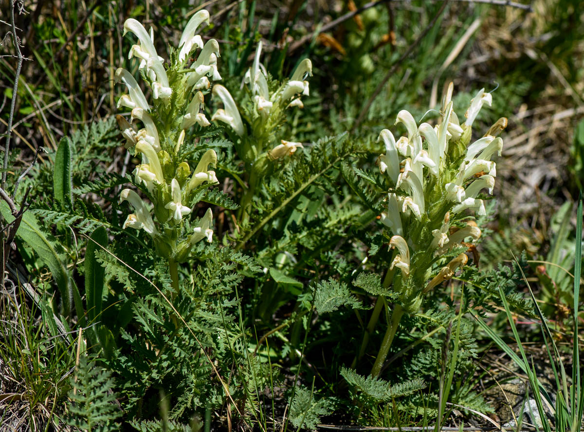 Изображение особи Pedicularis physocalyx.